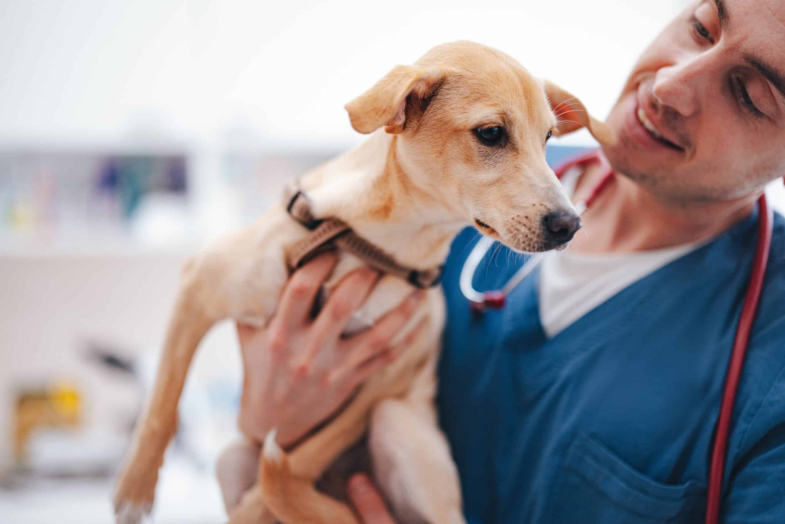 Why vets should offer flexible payment plans alongside pet insurance